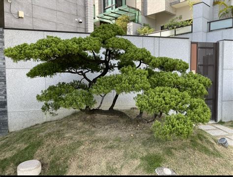 針柏樹風水|真柏樹風水：為家居帶來財運與幸福的綠意守護者 – 植物盆栽綠寶典